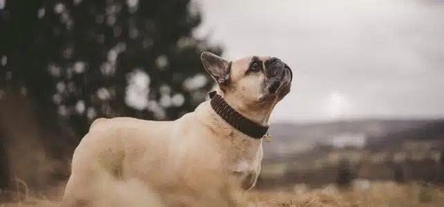 Quelle mutuelle pour un bouledogue français?